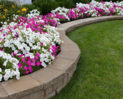 Peink and White petunias on the flower bed along with the grass